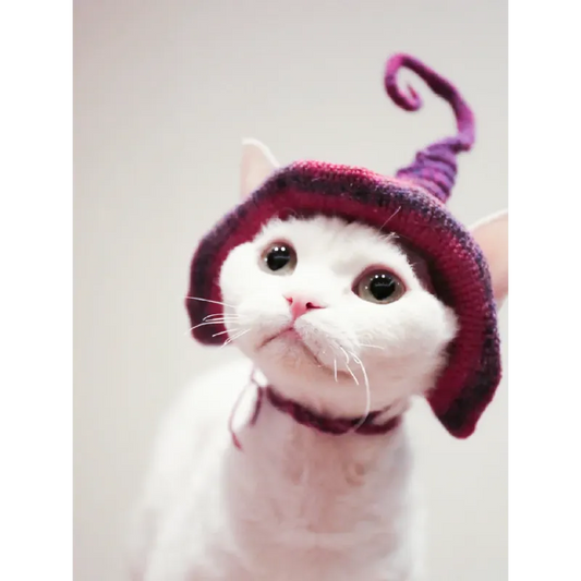 White cat wearing a purple and pink knitted wizard hat from crochet cat wizard hat pattern